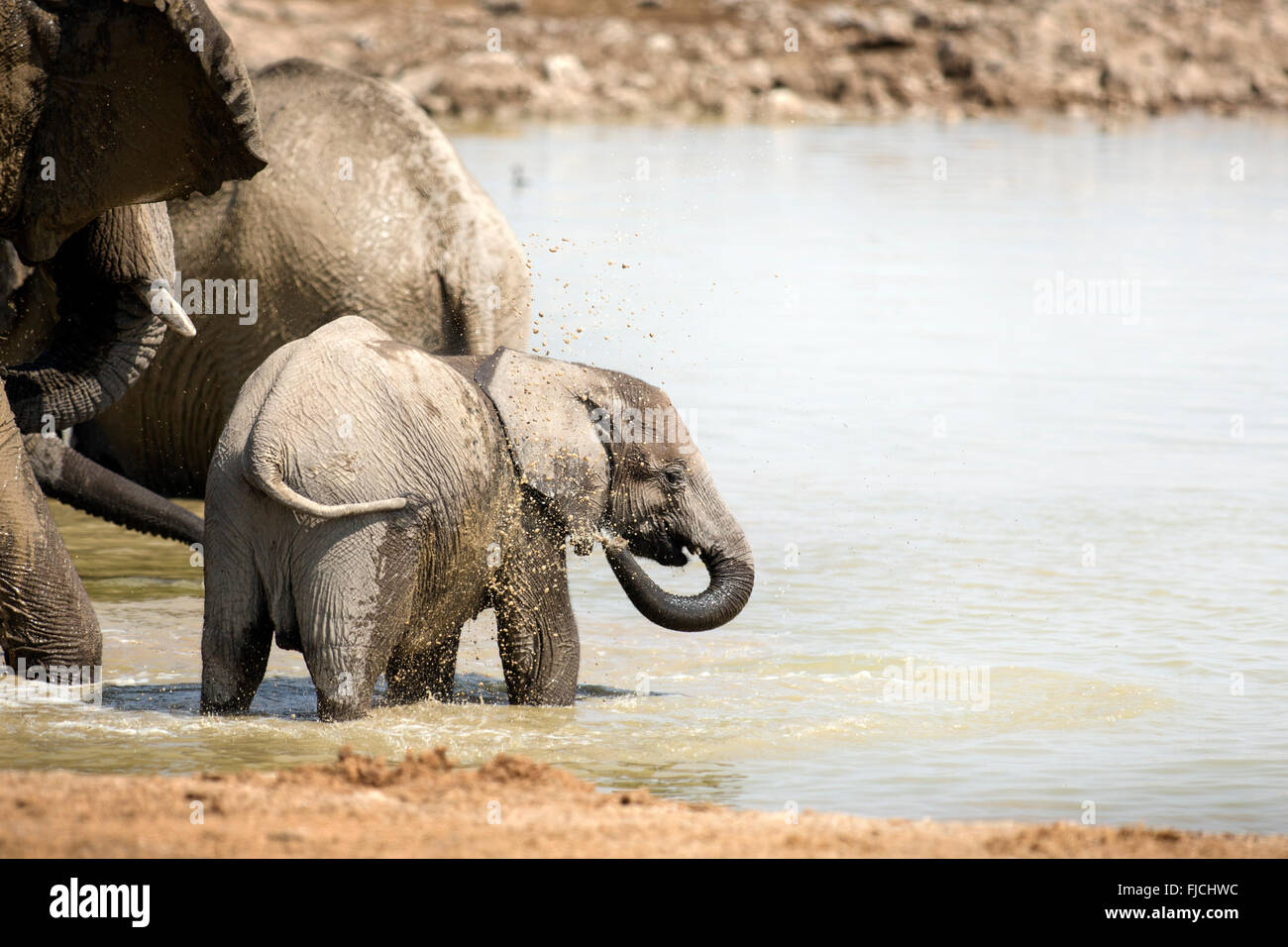 Elefante in vitello waterhole Foto Stock