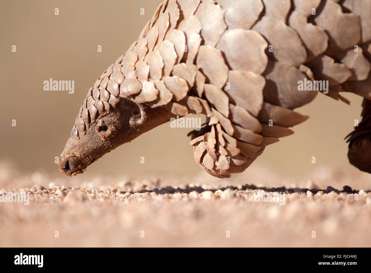 Pangolin ricerca per formiche Foto Stock