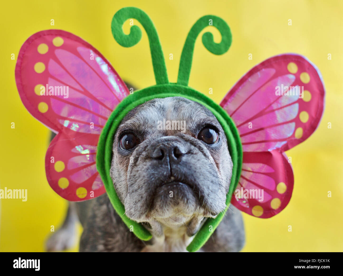 Un simpatico vecchio bulldog francese che indossa un costume di farfalla. Foto Stock