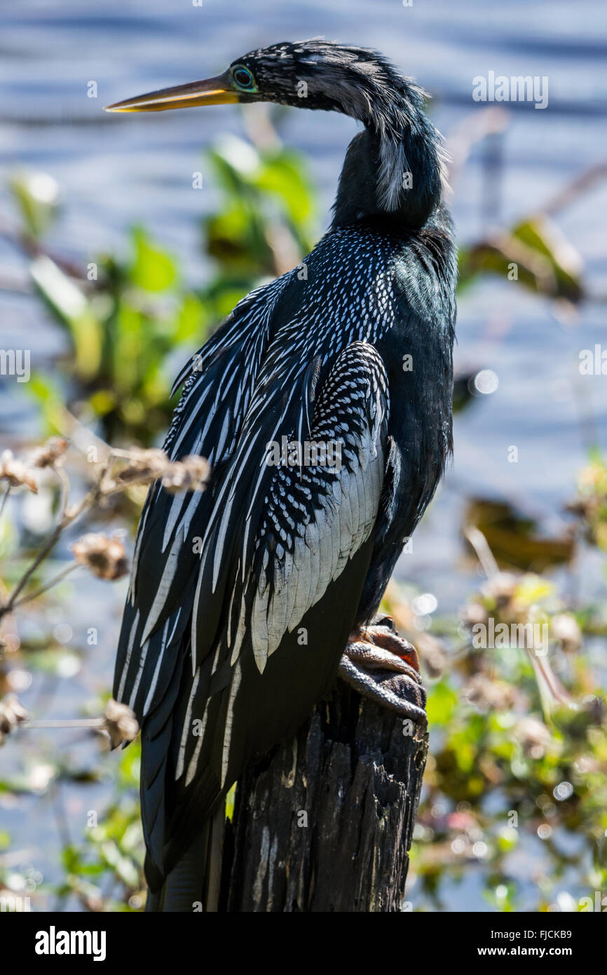 Anhinga in piedi su un ceppo di legno da un lago a Brazos Bend State Park, Houston, Texas, Stati Uniti d'America. Foto Stock