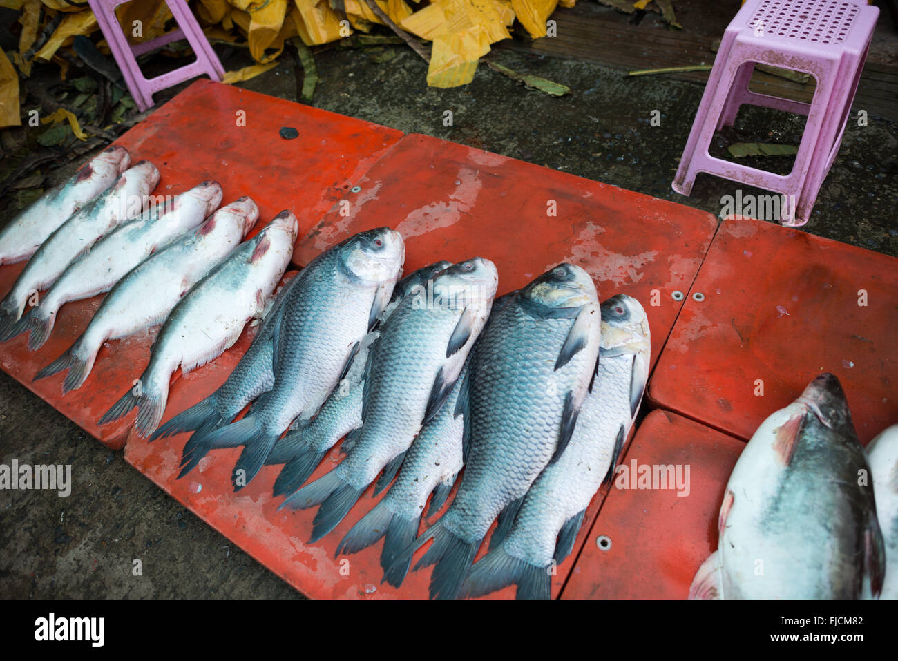 Catla Fish in vendita Mandalay Myanmar // MANDALAY, Myanmar — pesce fresco esposto in vendita in un mercato locale vicino a Pulaing Street a Mandalay. Il pesce sembra essere Catla (Catla catla), una delle principali specie d'acqua dolce comunemente presenti nei mercati del Sud e Sud-Est Asiatico. Catla è ampiamente coltivata in Myanmar insieme ad altre specie di carpe ed è apprezzata nella cucina birmana per la sua carne grassa, in particolare nelle zuppe e nei piatti brasati. La specie fa parte del trio delle "carpe principali indiane" comunemente coltivate nell'acquacoltura regionale. Mandalay è la seconda città più grande del Myanmar e un importante centro commerciale Foto Stock
