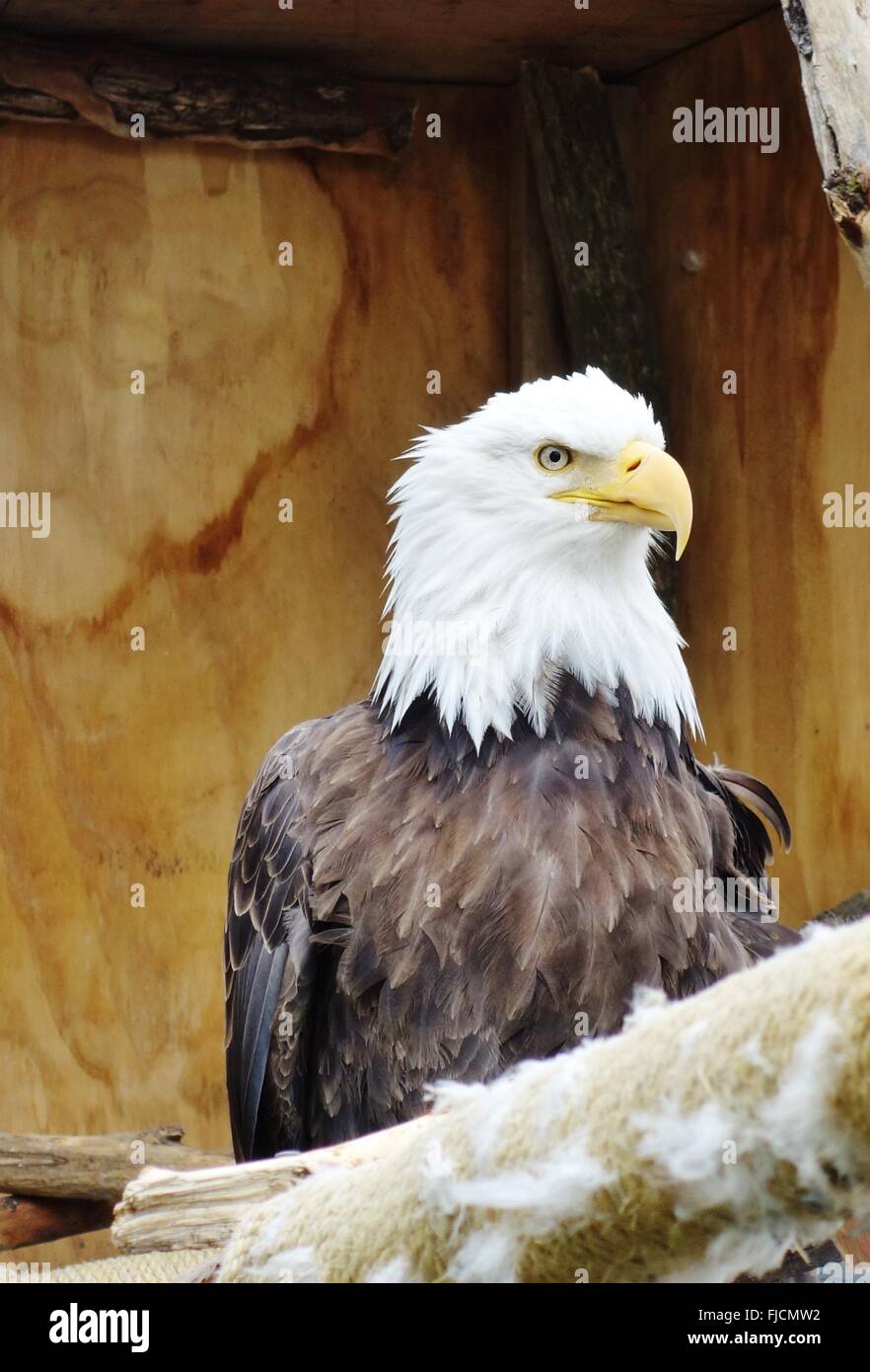 American in bianco e nero aquila calva in Alaska Foto Stock