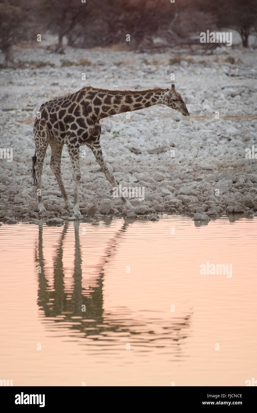 La giraffa in corrispondenza di un foro per l'acqua Foto Stock