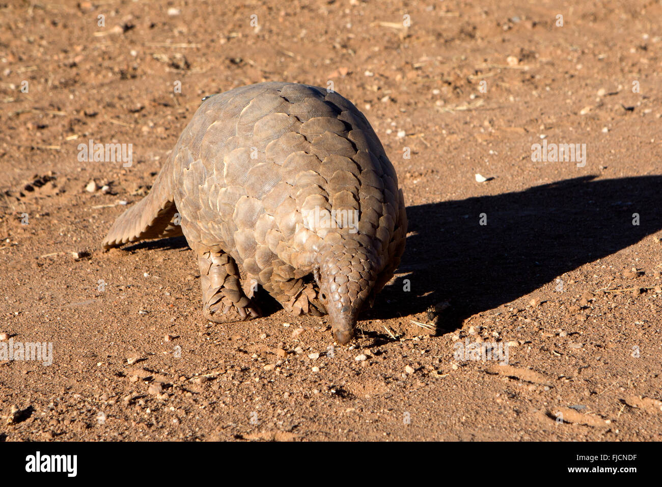 Pangolin ricerca per formiche Foto Stock