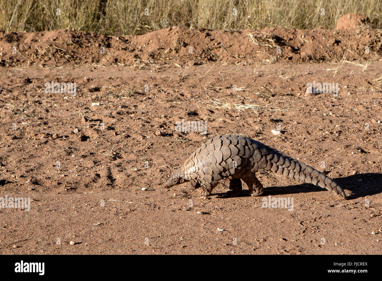 Pangolin ricerca per formiche Foto Stock