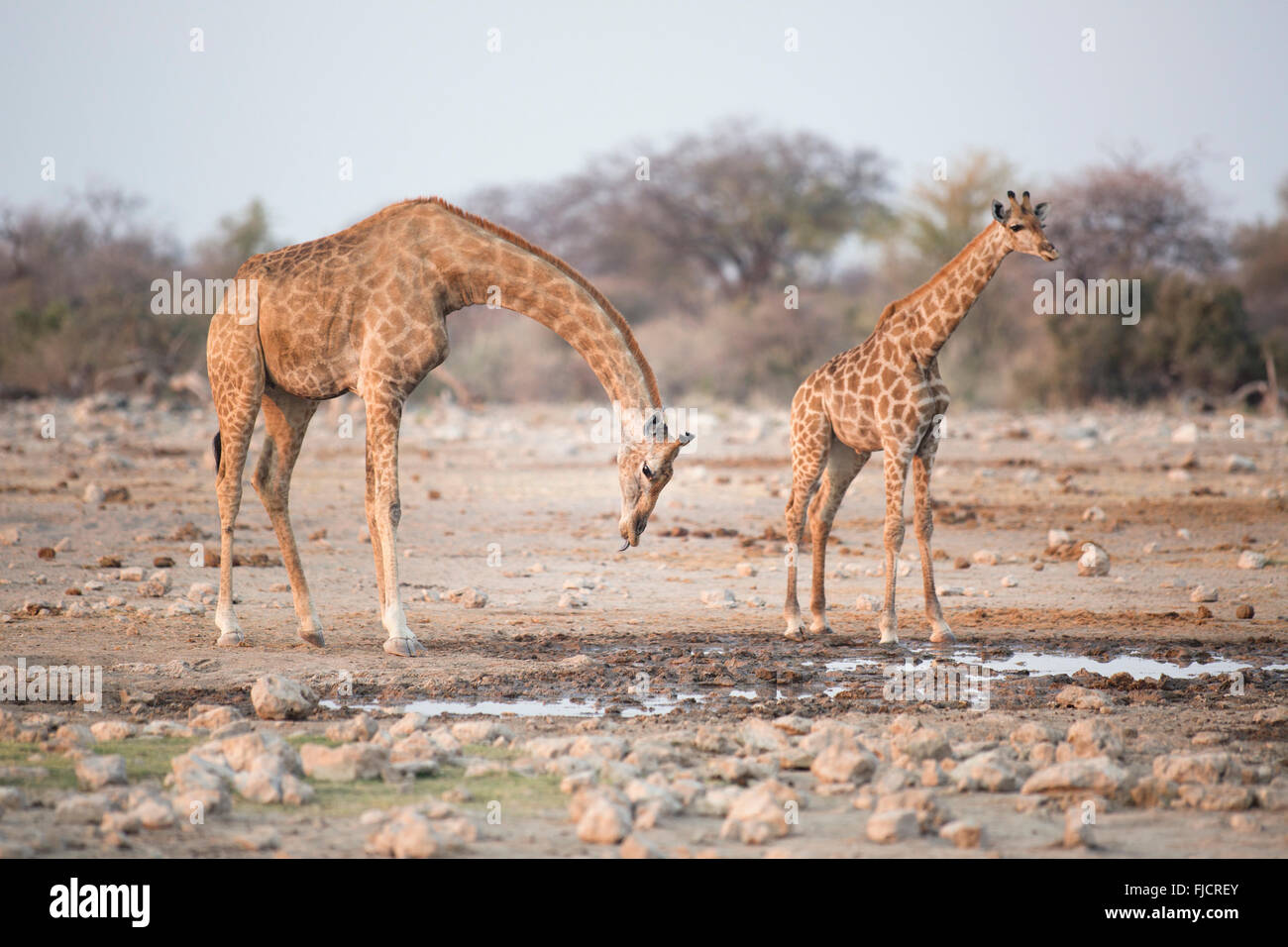 La giraffa in corrispondenza di un foro per l'acqua Foto Stock