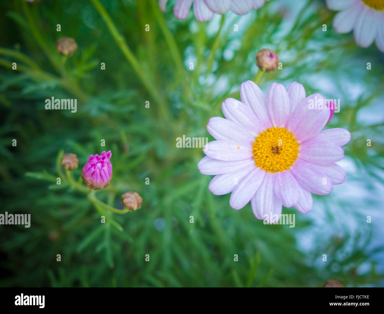 Rosa fiori a margherita Foto Stock