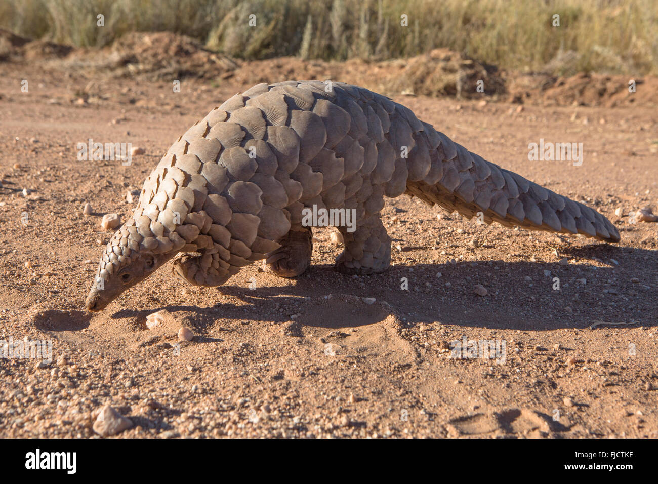 Pangolin ricerca per formiche Foto Stock