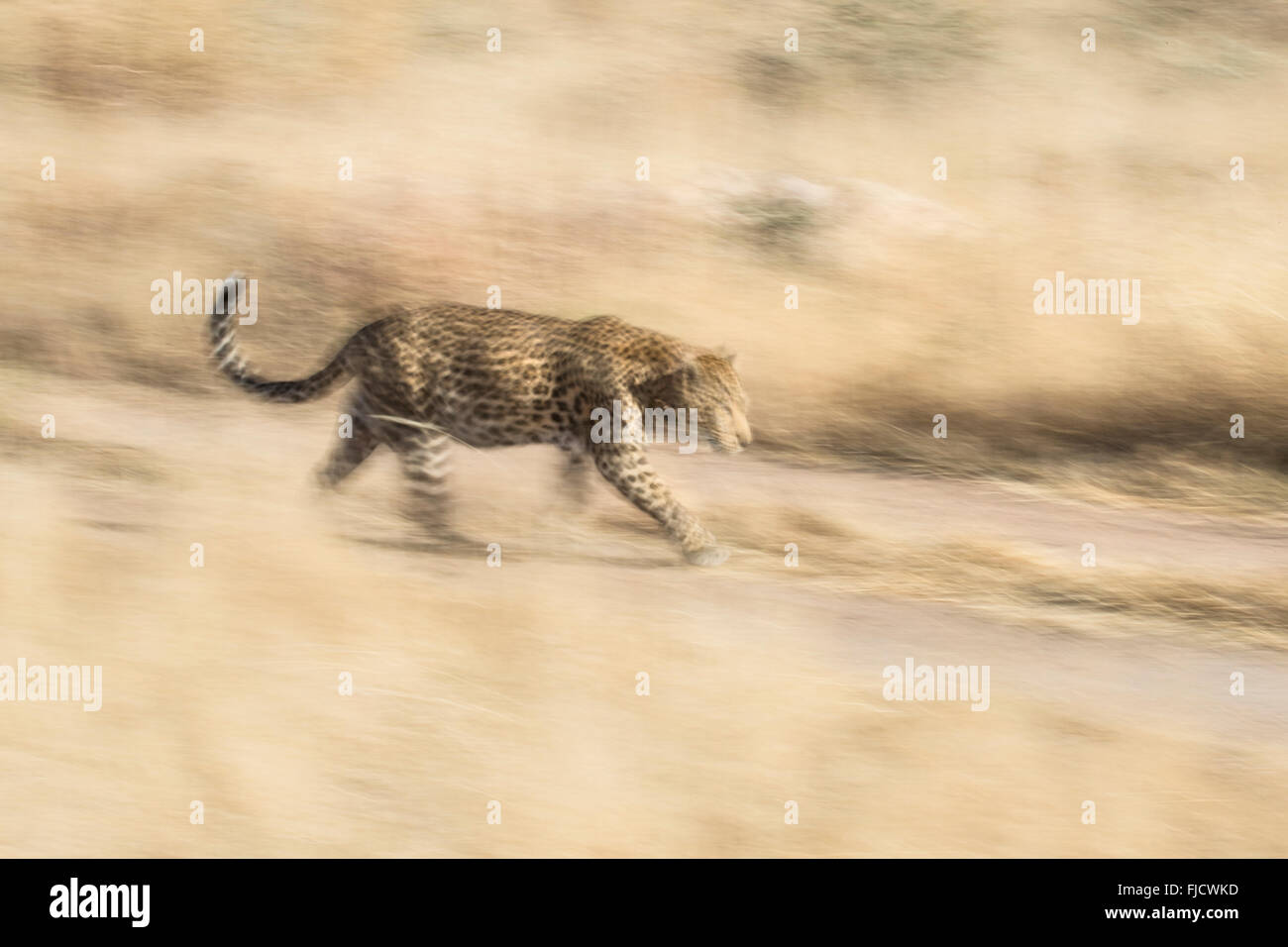 Leopard in motion blur Foto Stock