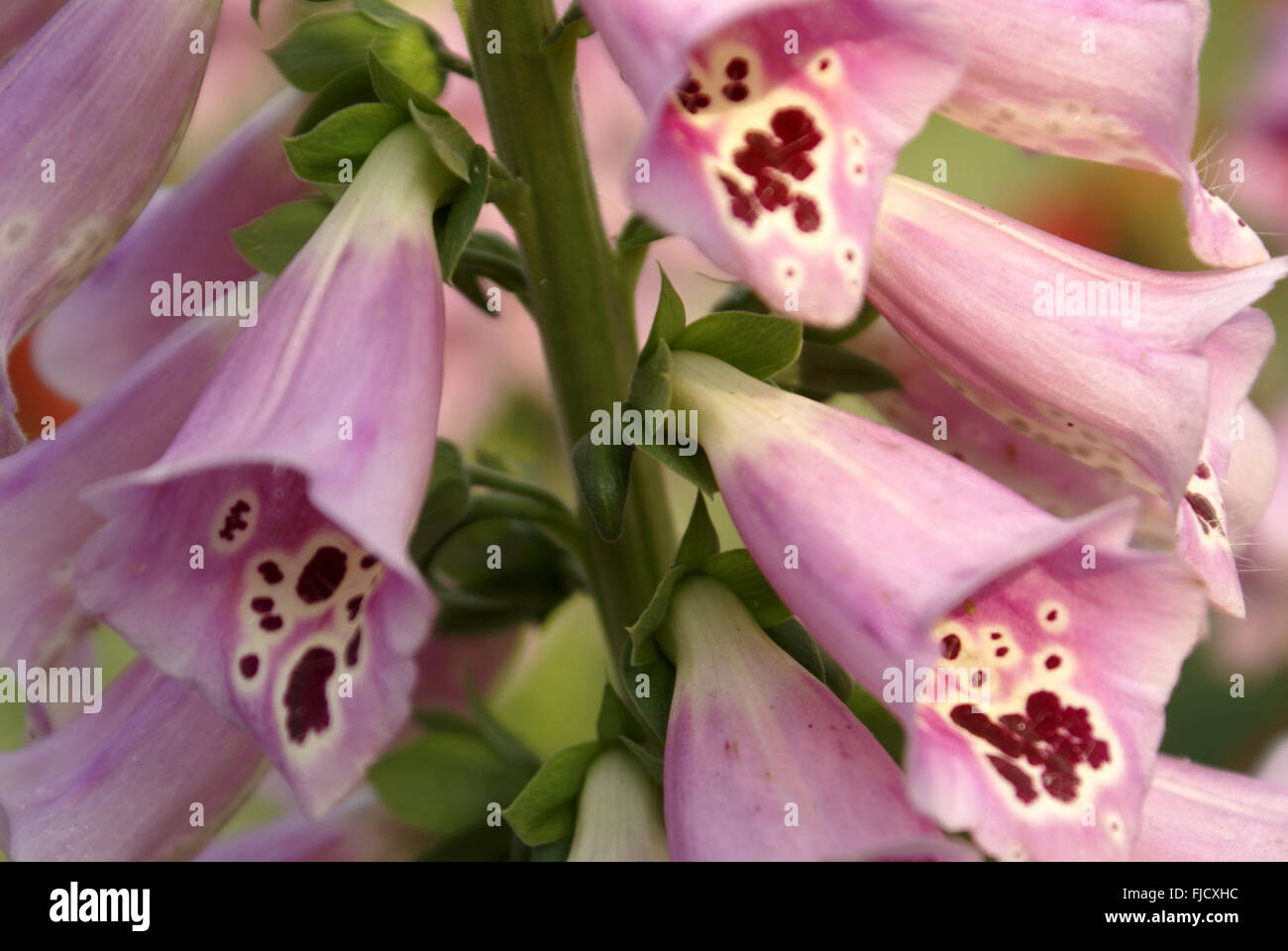 Digitalis purpurea, viola foxglove, pianta erbacea con viola fiori maculato, ornamentali e medicinali, digossina medicina Foto Stock