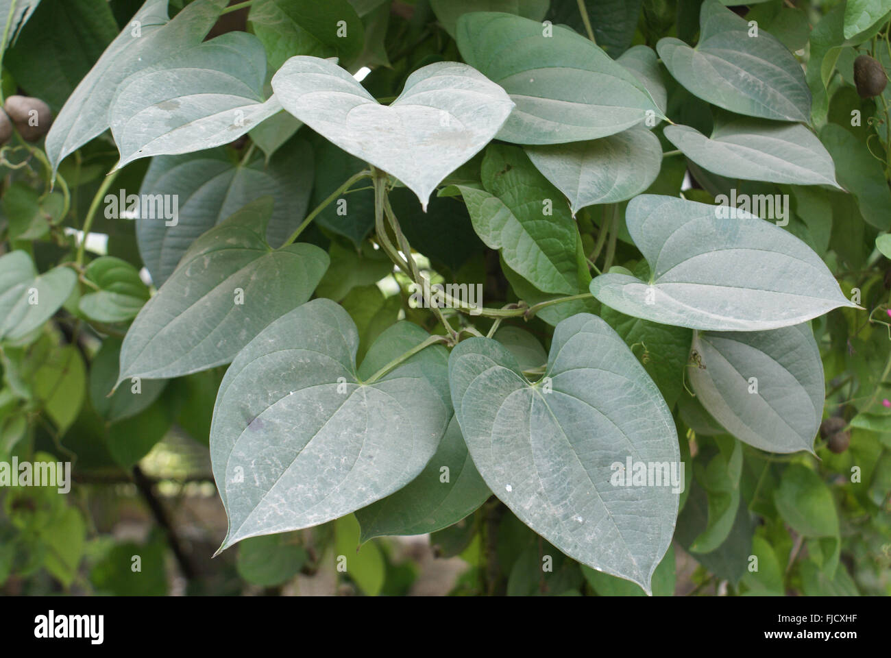 Dioscorea alata, viola yam, tuberosa vegetali di radice con planrs arrampicata con cuore foglie sagomate, antenna globose bulbilli, Foto Stock