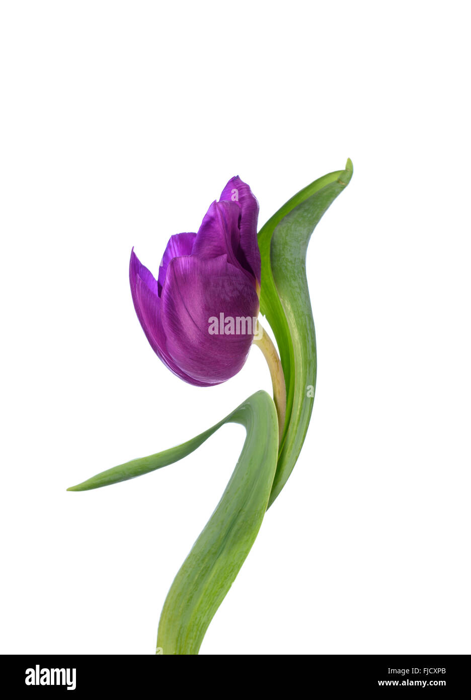 Una Fotografia manipolata digitalmente di un viola tulip flower contro uno sfondo bianco Foto Stock