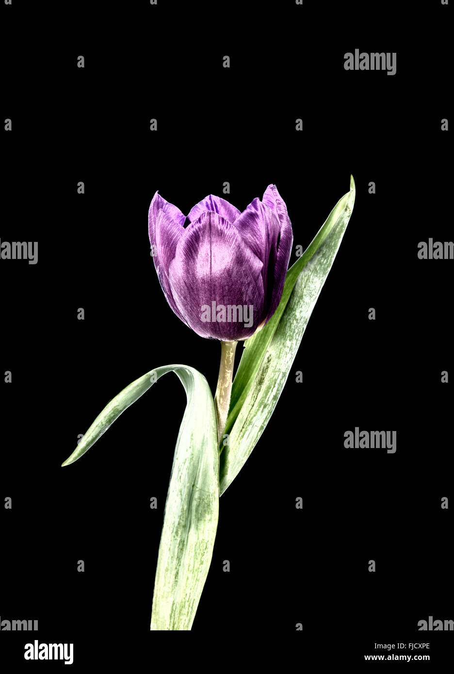 Una Fotografia manipolata digitalmente di un viola tulip flower contro uno sfondo nero Foto Stock
