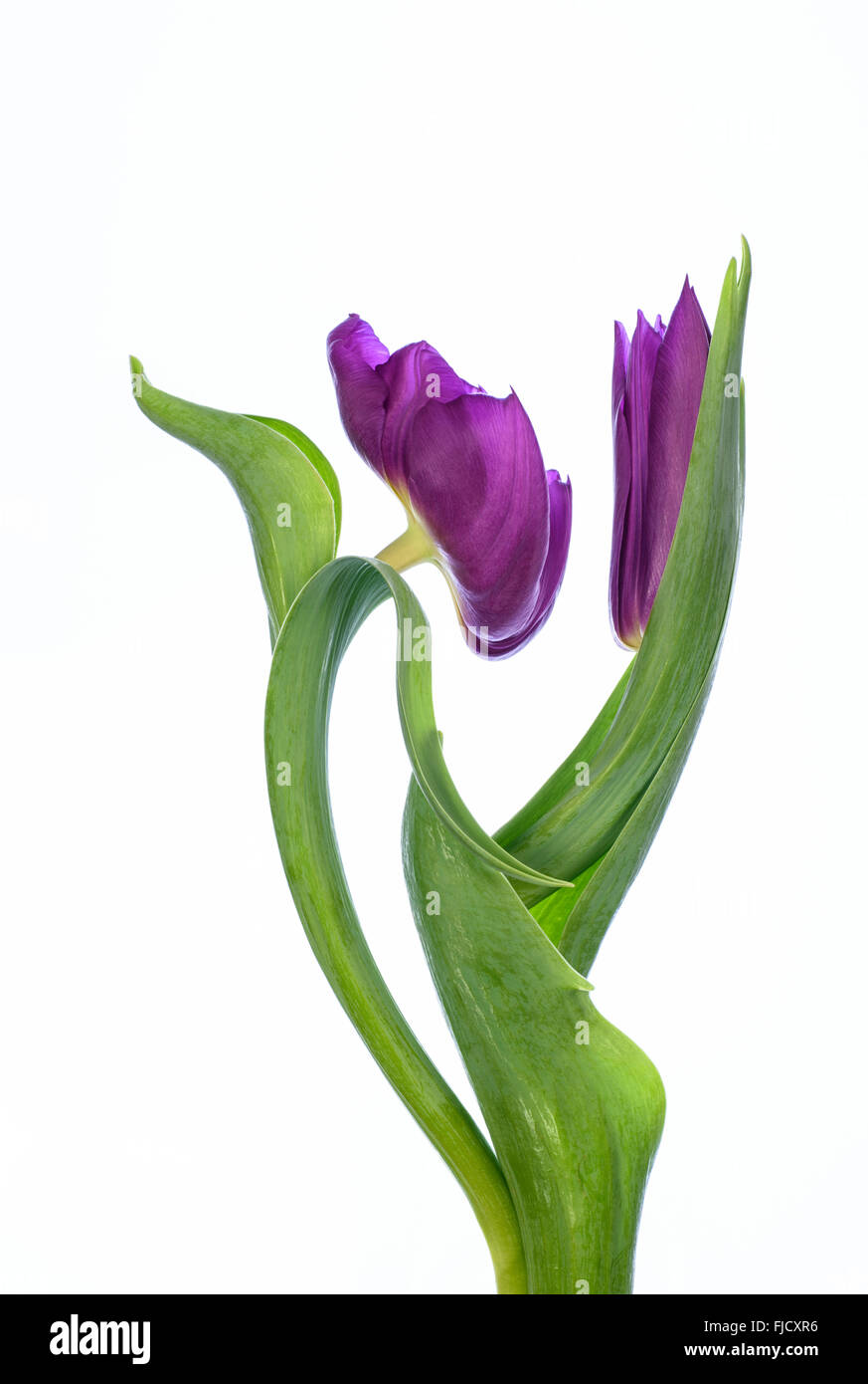 Fotografia manipolata digitalmente una coppia di purple tulip fiori contro uno sfondo bianco Foto Stock