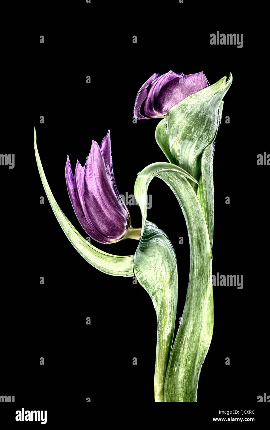 Fotografia manipolata digitalmente una coppia di purple tulip fiori contro uno sfondo nero Foto Stock