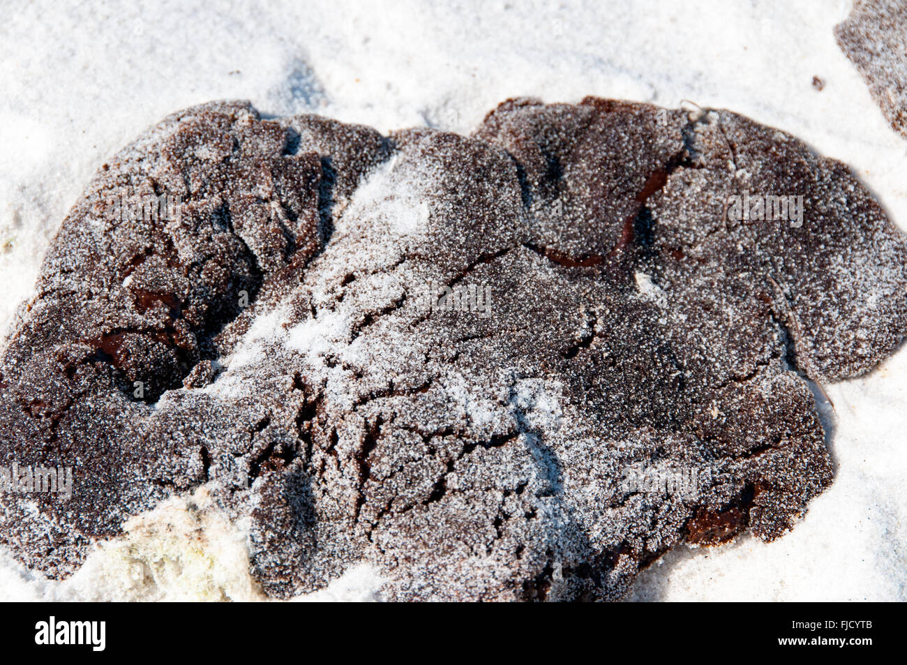 Deepwater Horizon fuoriuscite di olio; la spiaggia di Pensacola Florida Foto Stock