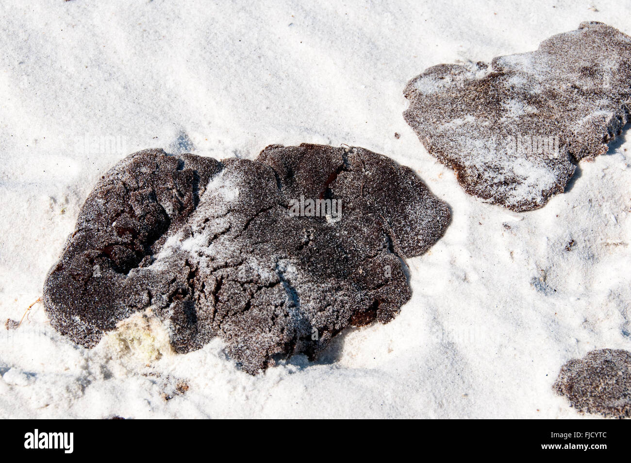 Deepwater Horizon fuoriuscite di olio; la spiaggia di Pensacola Florida Foto Stock