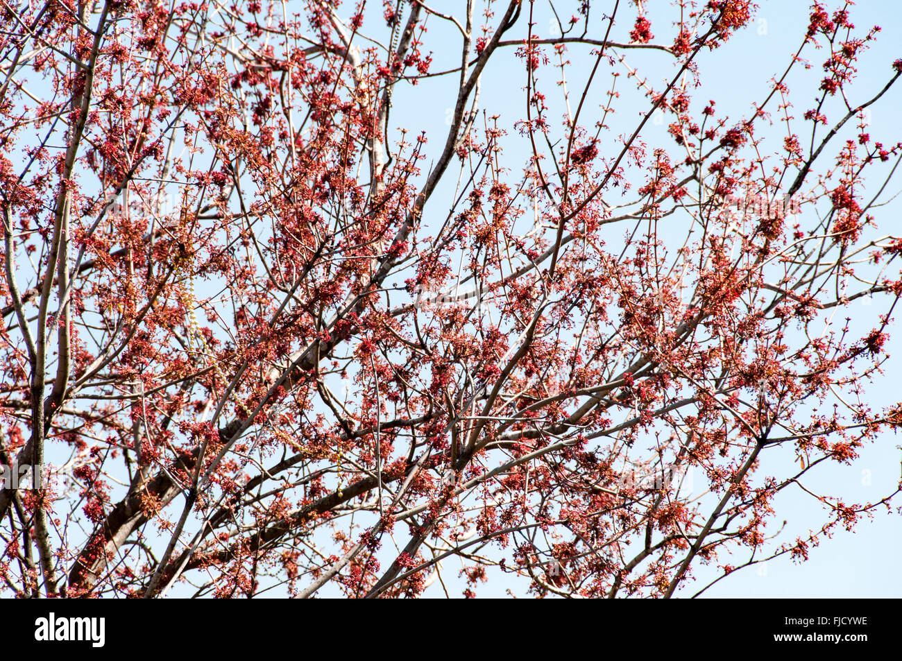 Albero di Sprint Foto Stock