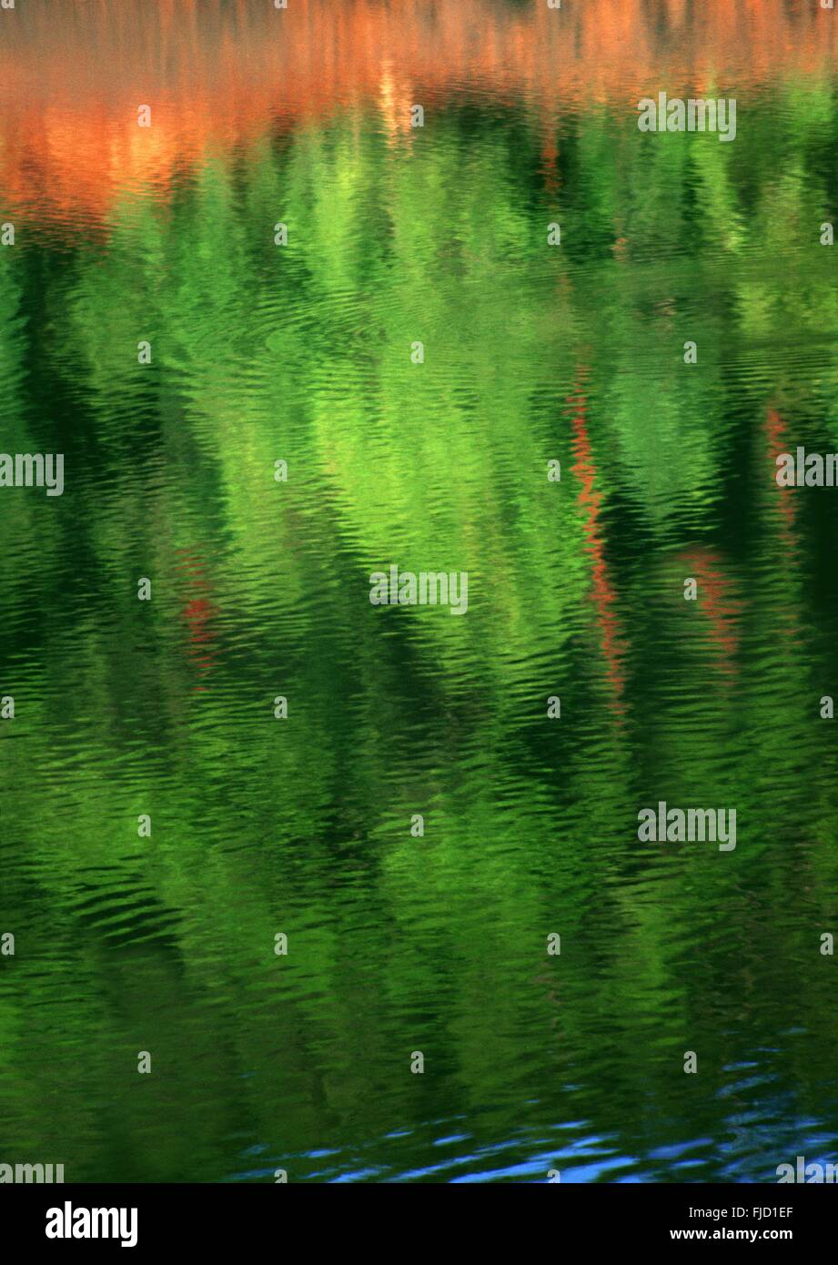 Riflesso di verde albero forestale in lago Foto Stock