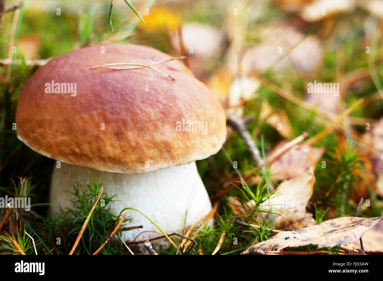 Grandi porcini gustosi cep penny bun funghi nel bosco Foto Stock