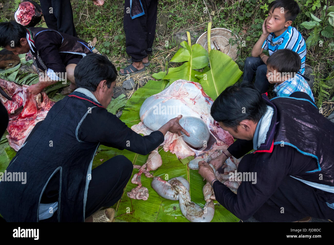 Gli uomini da una comunità Hmong, tirare le interiora al di fuori di un appena ucciso mucca che verranno utilizzati in un banchetto funebre in Vietnam del nord Foto Stock