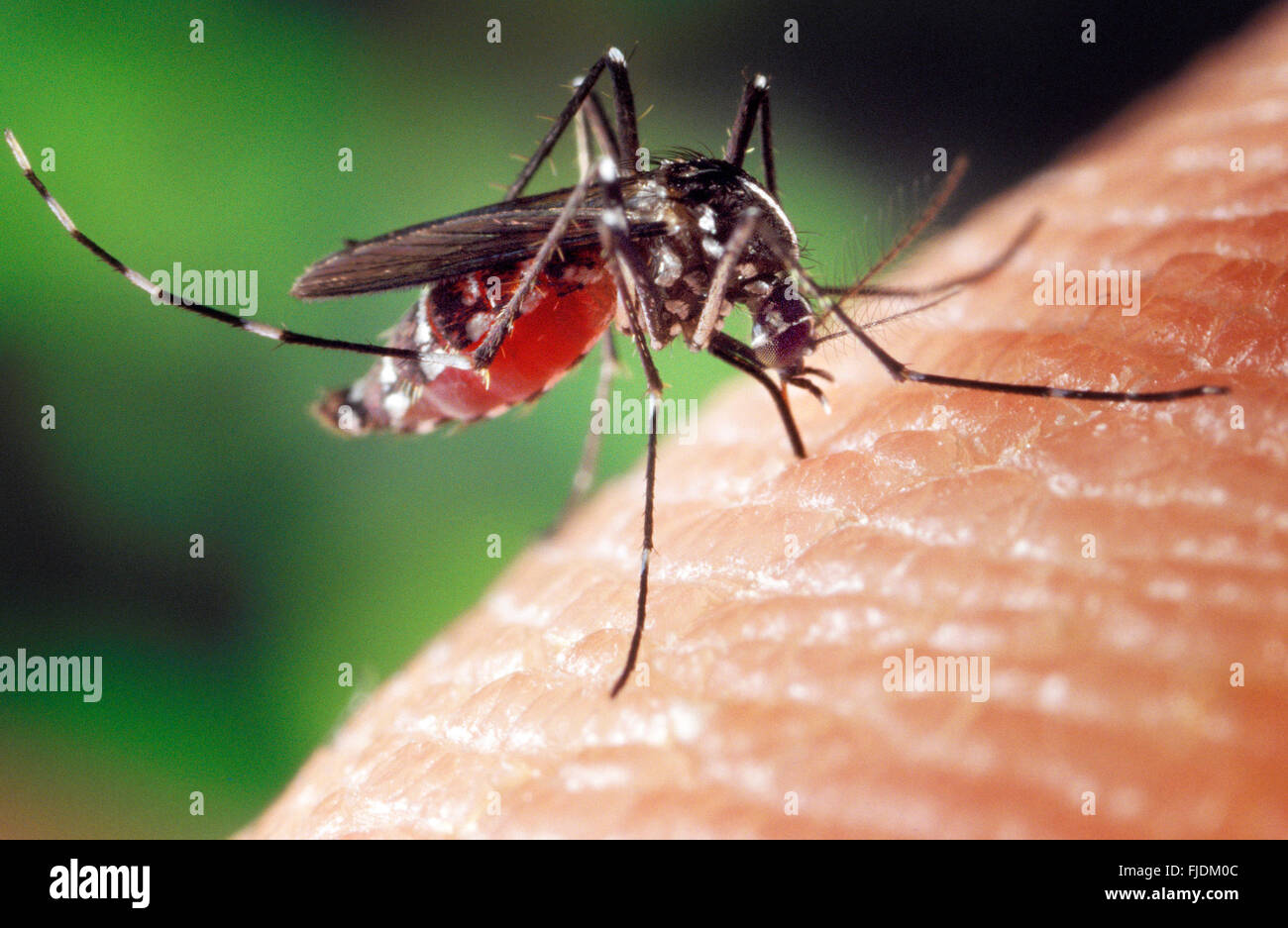In condizioni sperimentali l Aedes albopictus zanzara, noto anche come la tigre asiatica zanzara, ha dimostrato di essere un vettore del virus del Nilo occidentale. Aedes è un genere della famiglia Culicine di zanzare. James Gathany/CDC immagine Foto Stock
