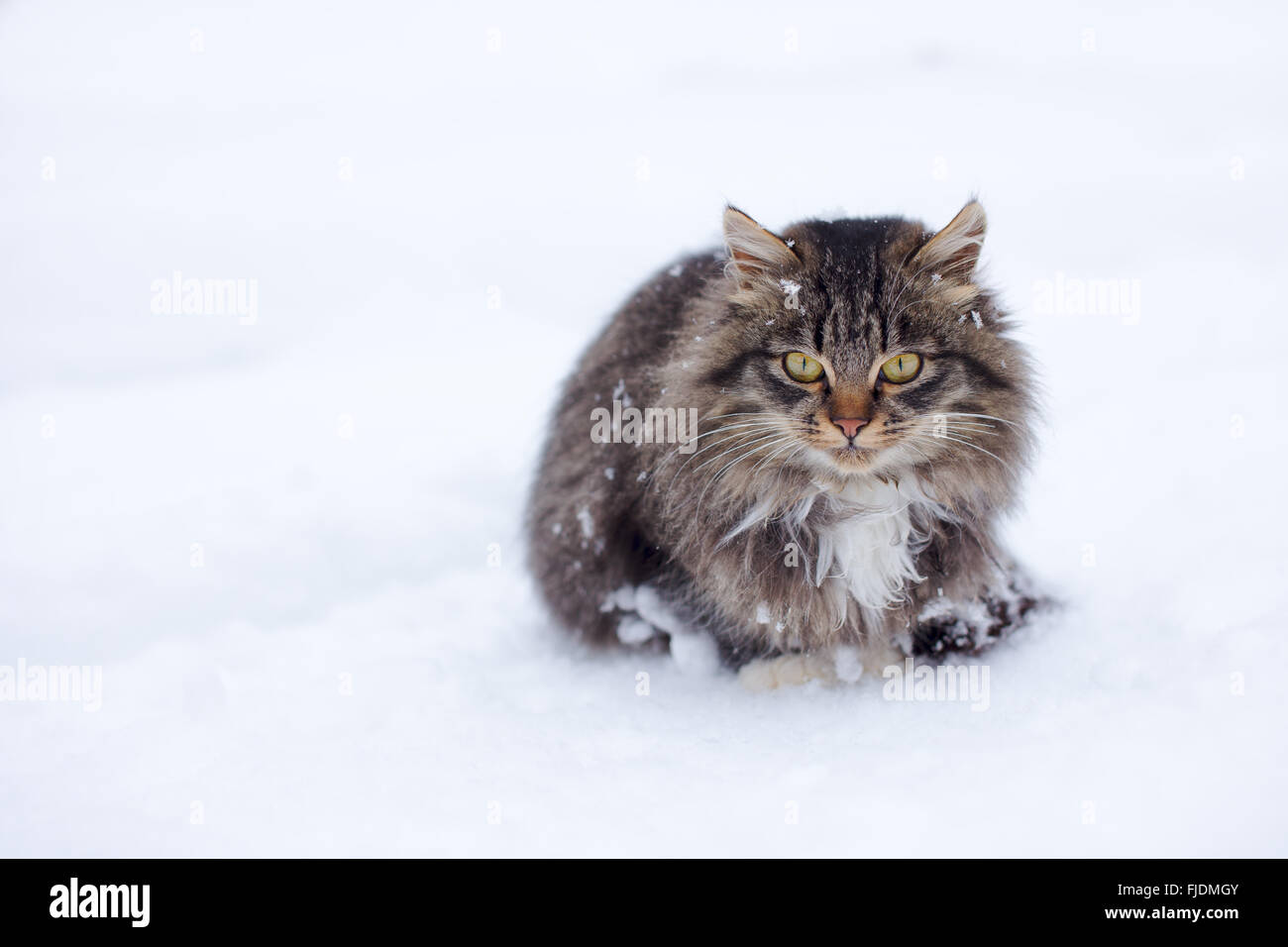 Bel gatto senza surgelazione domestica al di fuori sulla neve in inverno Foto Stock
