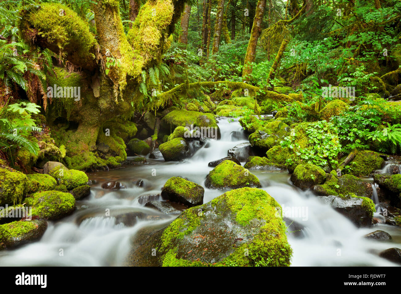 Un torrente attraverso la lussureggiante foresta pluviale in Columbia River Gorge, Oregon, Stati Uniti d'America. Foto Stock