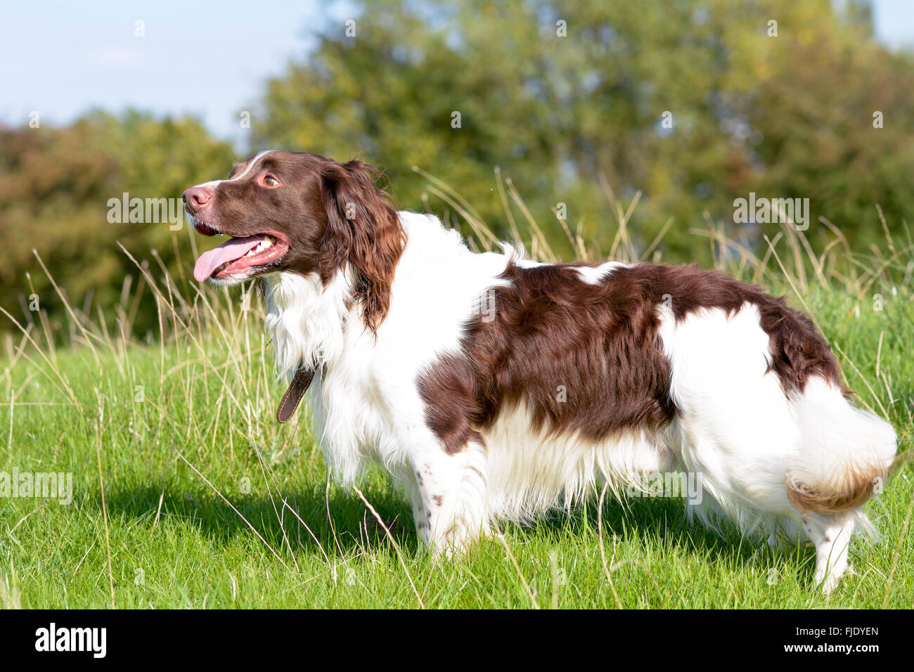 English Springer spaniel cane (Canis lupus familiaris) in piedi nel campo godendo di passeggiata in campagna Foto Stock