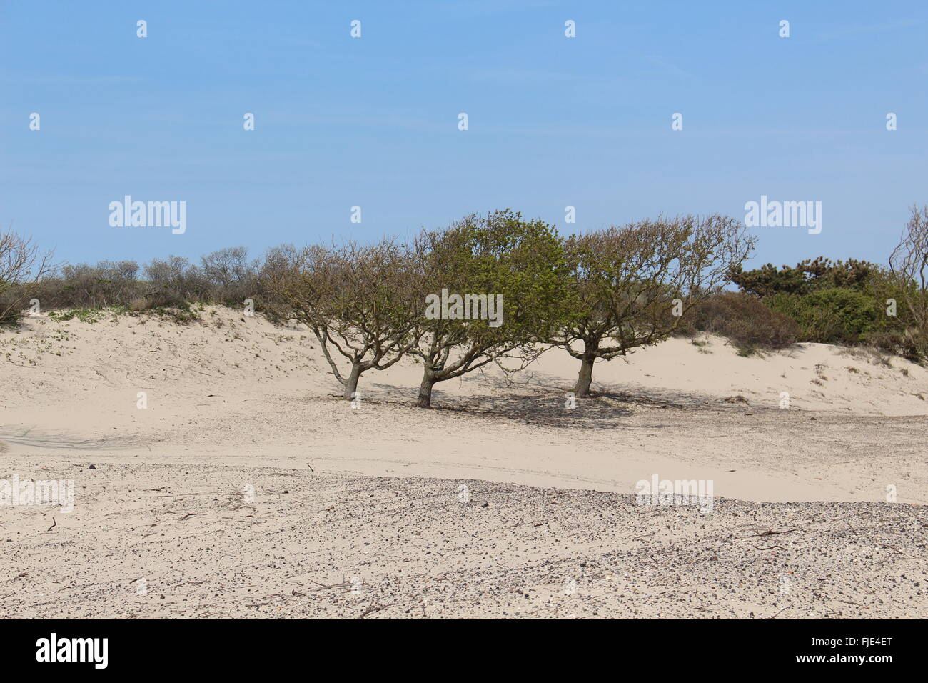 Alberi di sabbia Foto Stock