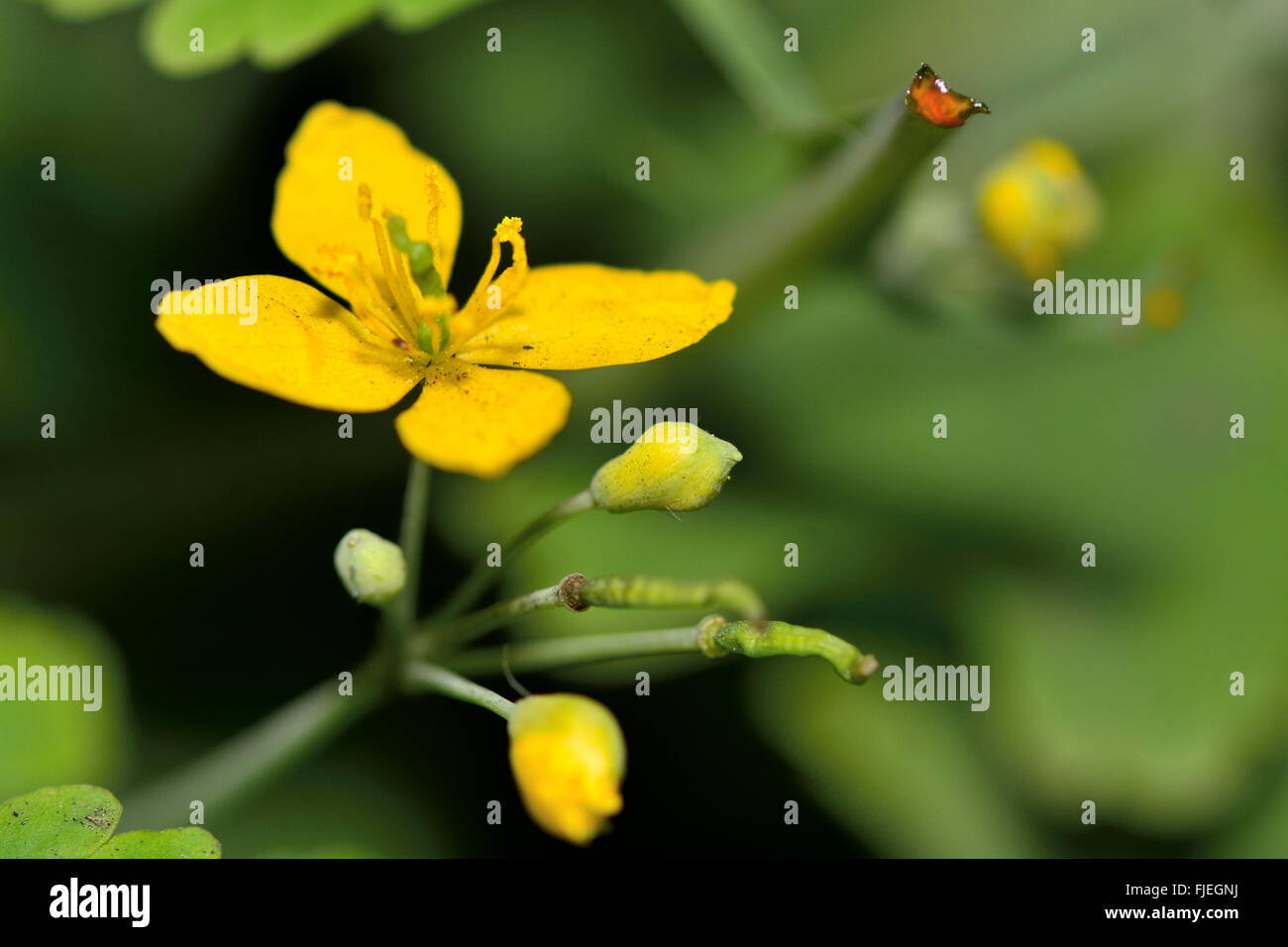 Maggiore celandine (Chelidonium majus). Un sorprendente fiore d'oro nella famiglia di papavero, Papaveraceae. Orange sap è visibile Foto Stock