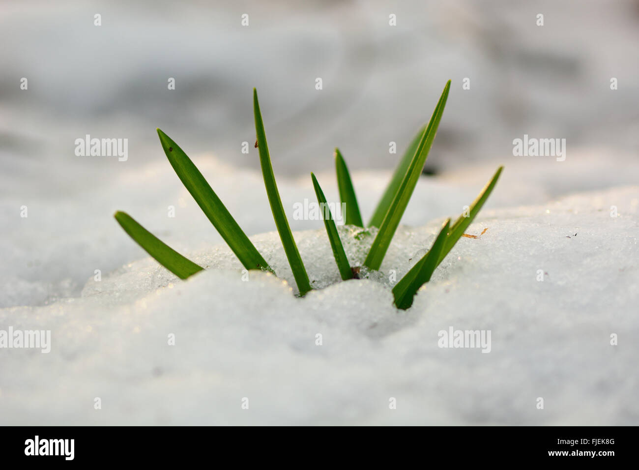 (Bluebell Hyacinthoides non scripta) emergenti attraverso la neve. I primi segni di primavera come questa familiare britannico impianto di bosco Foto Stock