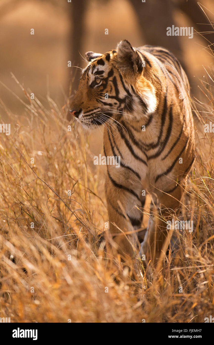 Alert Wild tigre del Bengala in piedi e guardare fuori da un cerotto di breve golden erba, nelle foreste secche di Ranthambhore Foto Stock