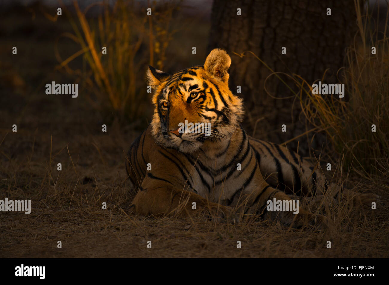 Wild tigre del Bengala seduto in una foresta scura con un raggio di illuminazione luce il suo volto in Ranthambhore national park Foto Stock