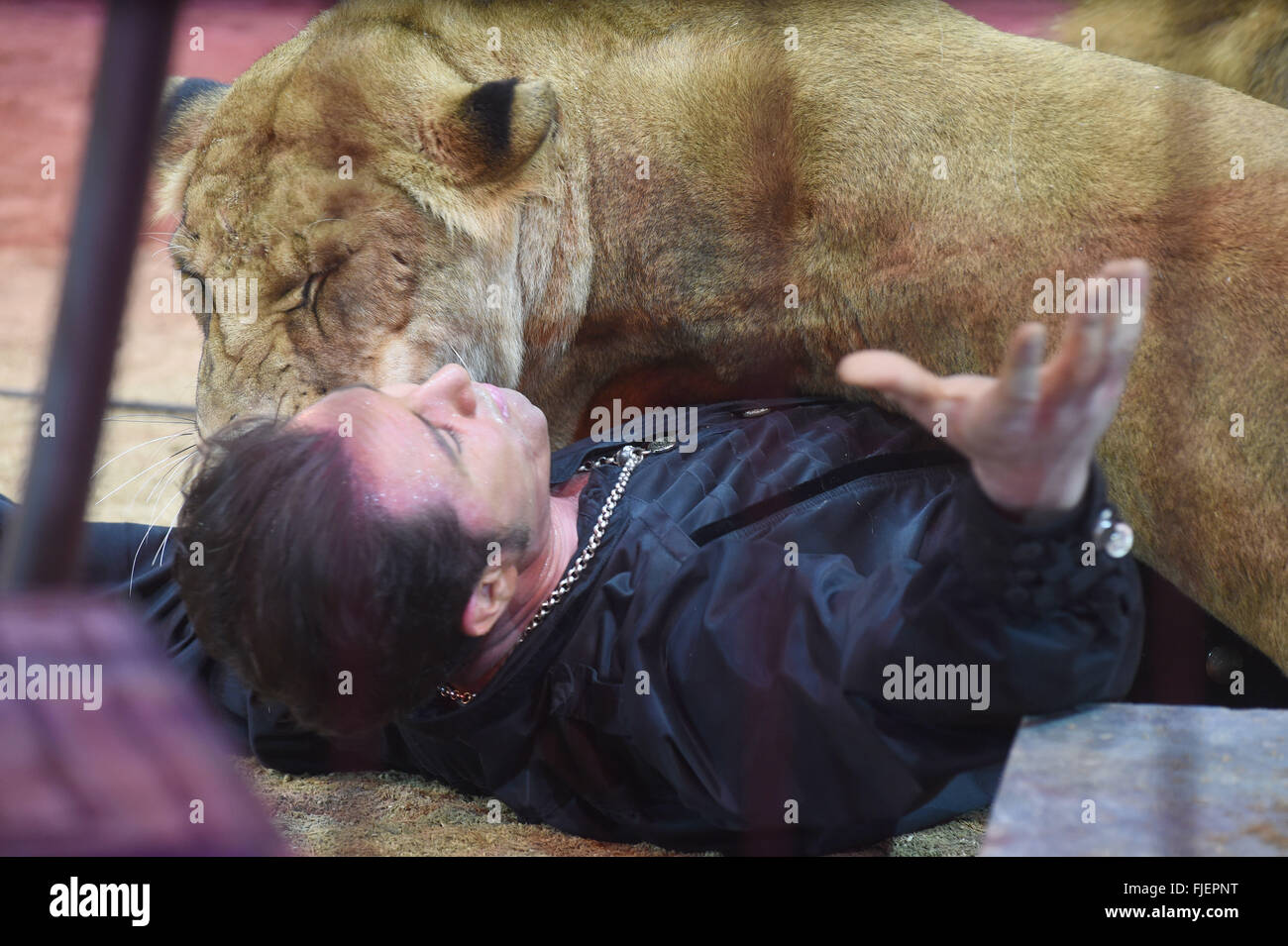 Animal tamer Martin Lacey jr. suona con una leonessa al Circus Krone durante la premiere del terzo programma invernale a Monaco di Baviera, Germania, 01 marzo 2016. Foto: FELIX HOERHAGER/dpa Foto Stock