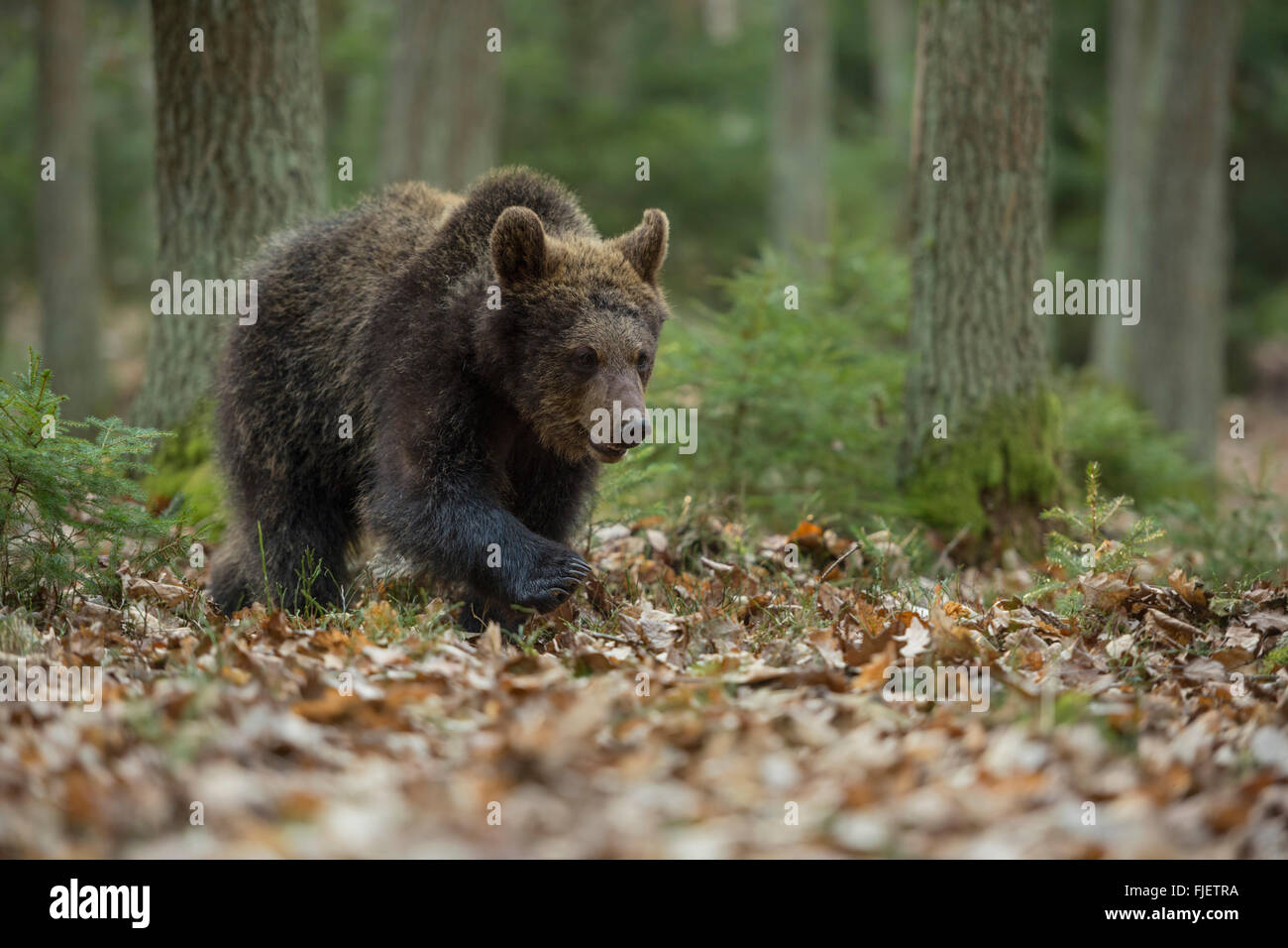 Unione orso bruno / Europaeischer Braunbaer ( Ursus arctos ), giovani cub, passeggiate attraverso un naturale bosco misto. Foto Stock