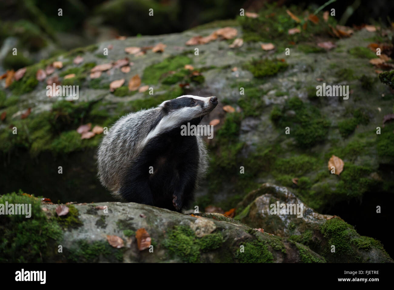 Unione Badger / Europaeischer Dachs ( Meles meles ), adulto, sulle rocce, mantiene il suo naso nel vento, il vivo senso di odore. Foto Stock