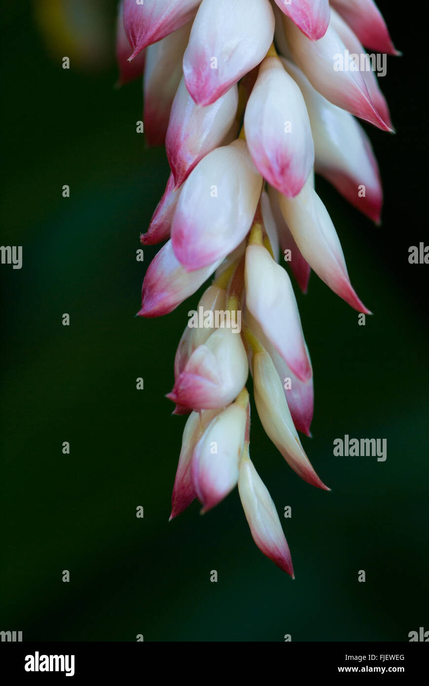 Rosa e guscio bianco fiore di zenzero, Alpinia Zerumbet Foto Stock