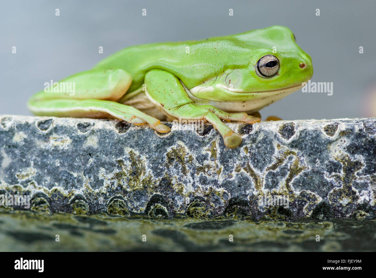 Rana verde australiana, Litoria caerulea, seduta sul bordo di uno stagno Foto Stock