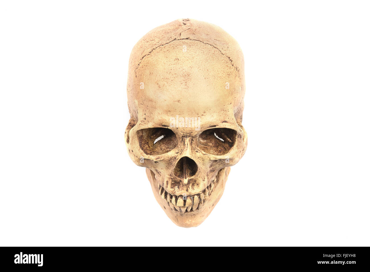 Anatomicamente corretto modello medico del teschio umano Foto Stock
