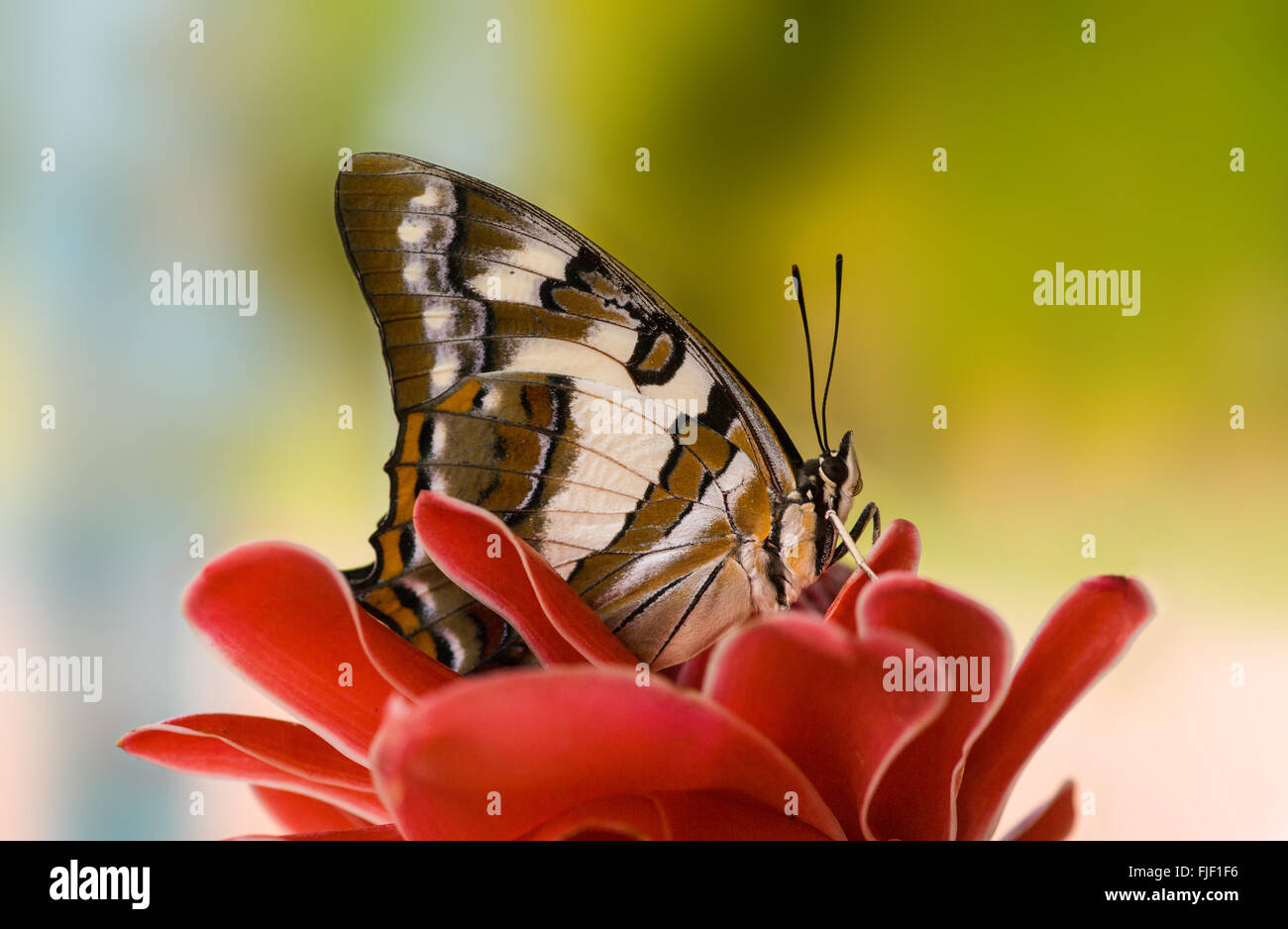 Imperatore codato butterfly, Polyura sempronius, sulla torcia rosso zenzero Etlingera elatior Foto Stock