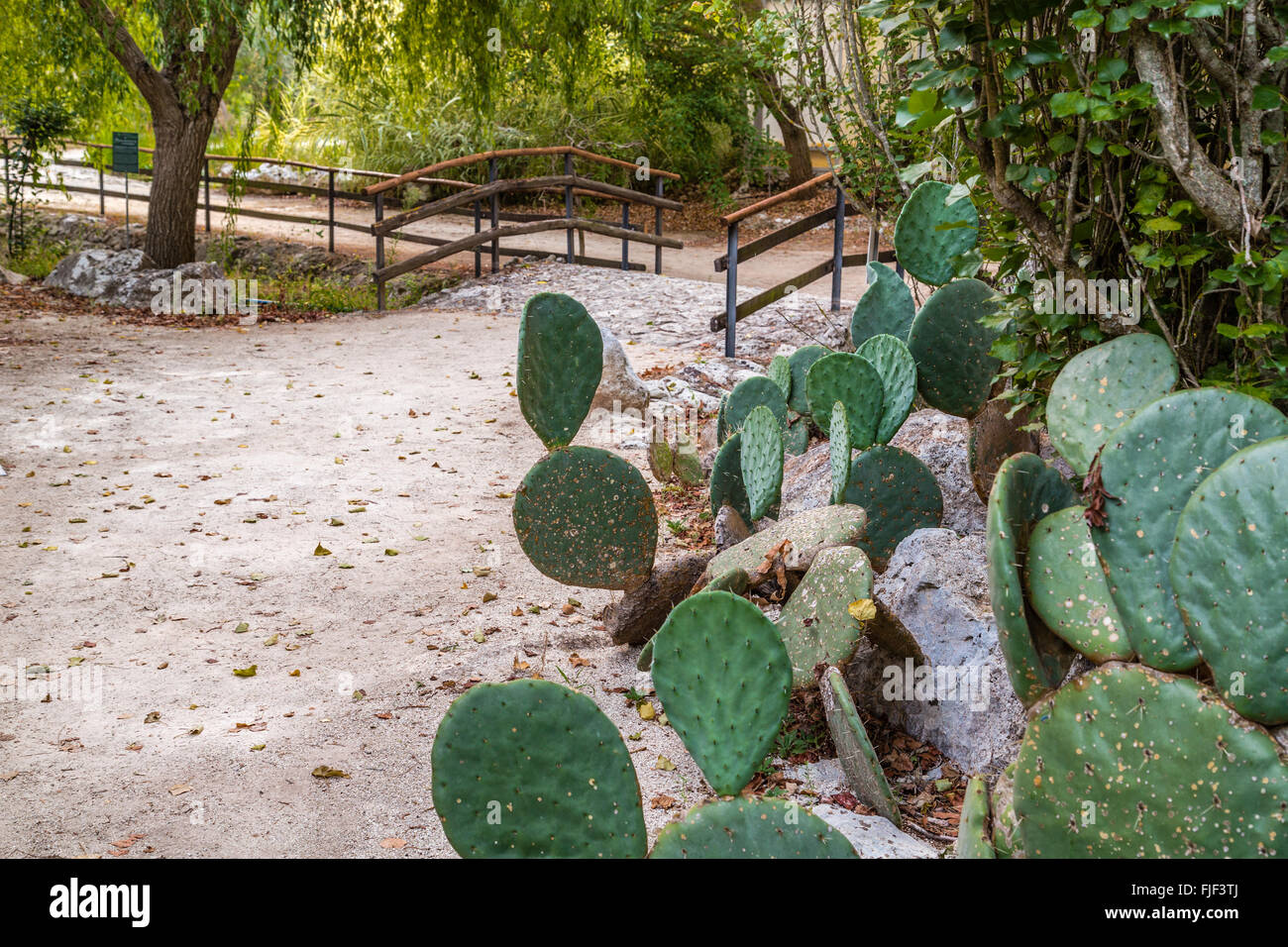 Le pale di cactus lungo un percorso in un parco Foto Stock