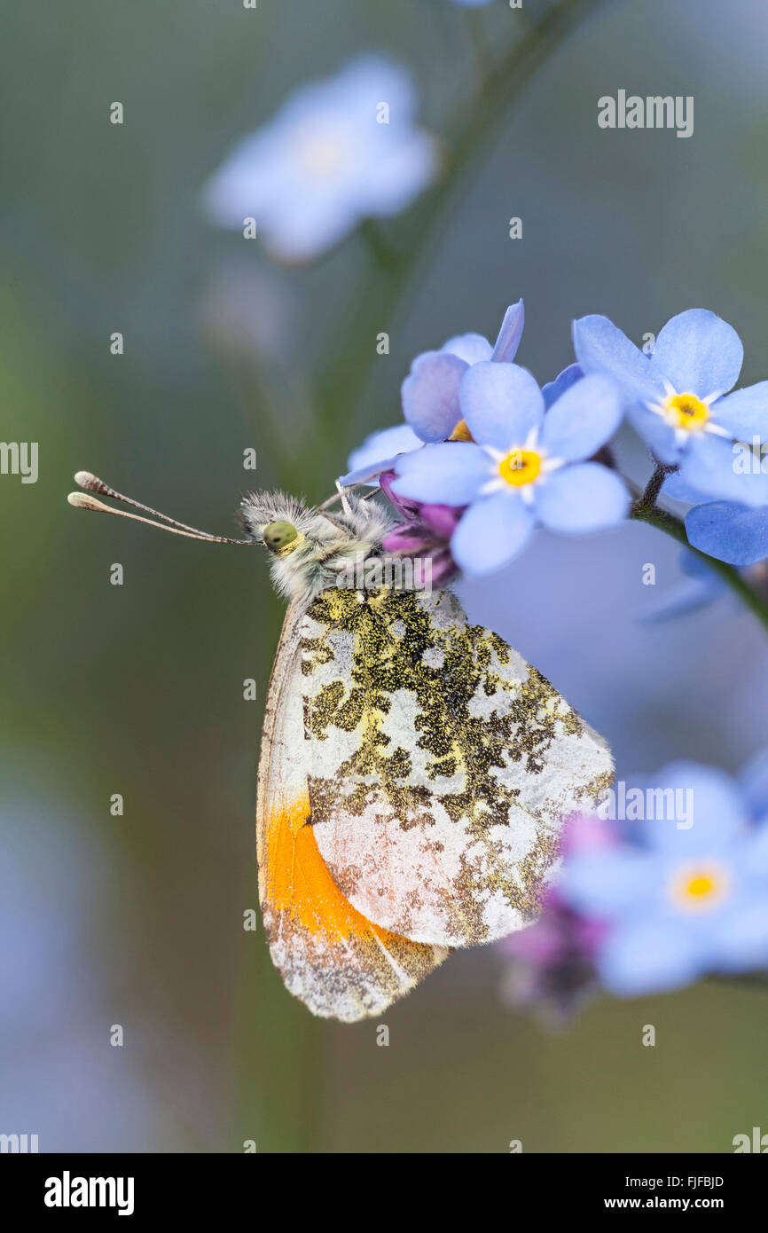 Punta arancione farfalla appoggiato sul dimenticare-me-non fiori Foto Stock