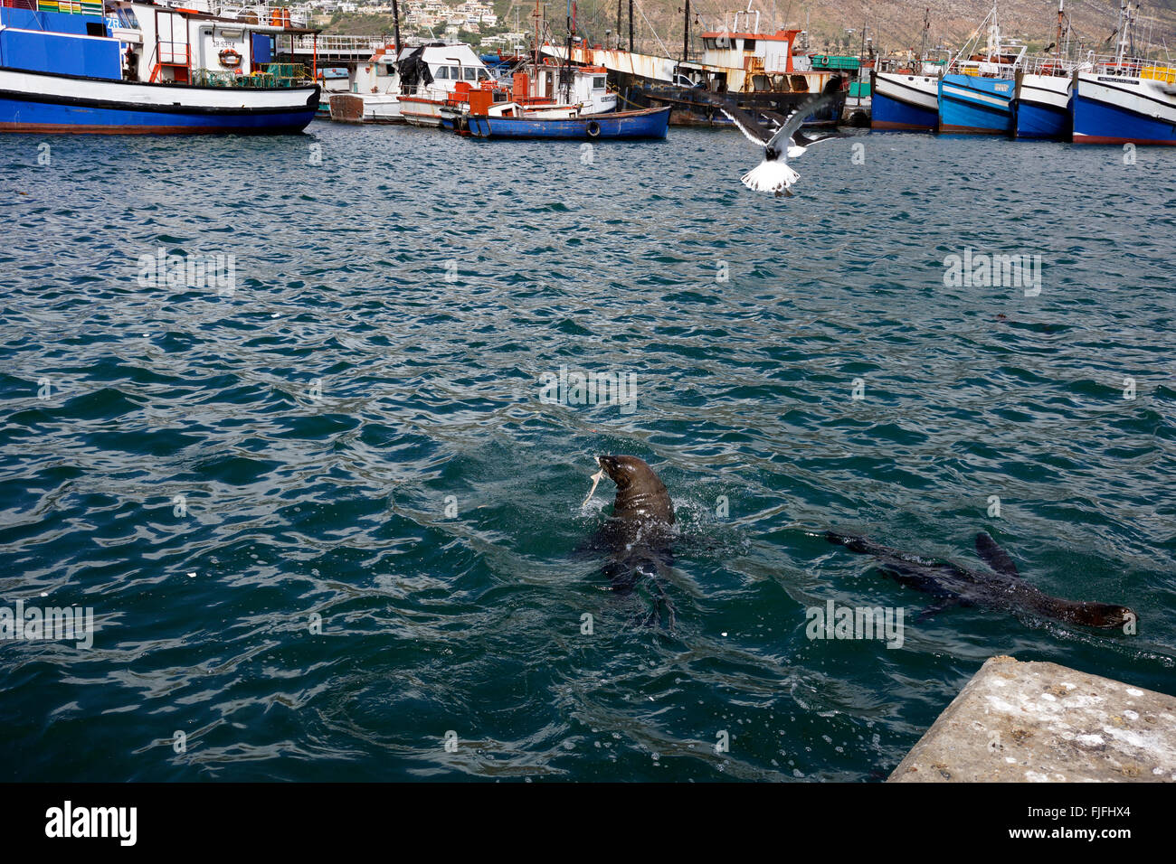 Rosolare le foche (Arctocephalus pusillus), noto anche come il capo le foche, alimentarsi di scarti di pesce in Hout Bay Harbor. Foto Stock