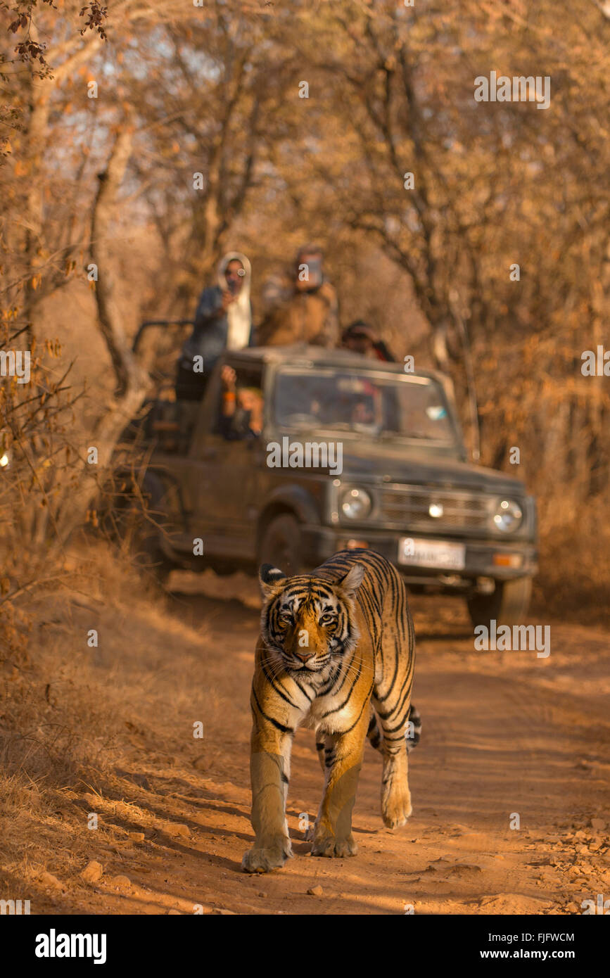 Wild tigre del Bengala (Panther tigri tigri) testa a piedi verso la telecamera su una pista forestale a secco giungle di Ranthambhor Foto Stock