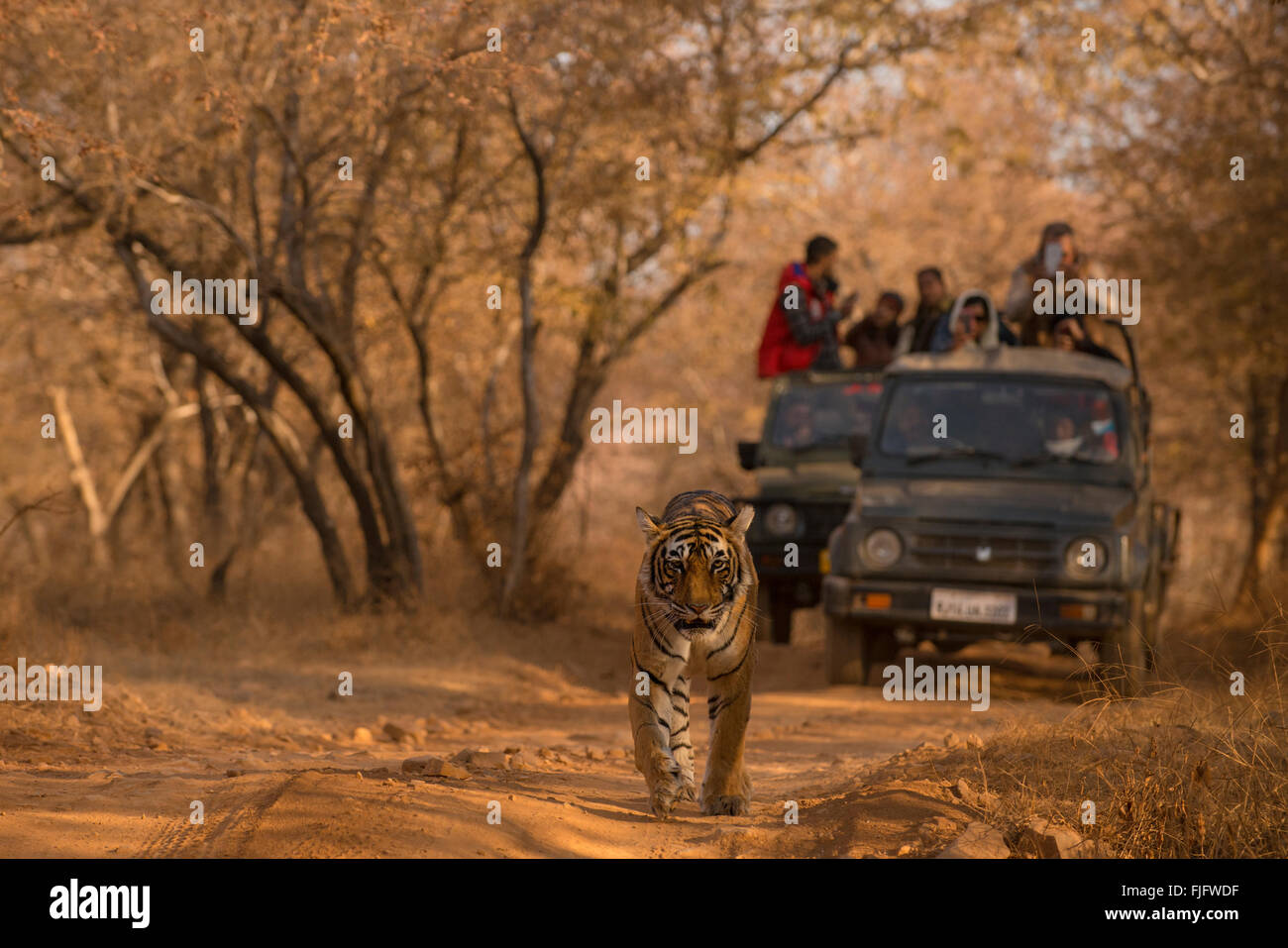 Wild tigre del Bengala testa a piedi su una pista forestale a secco giungle di Ranthambhore in India con veicoli turistici seguenti Foto Stock