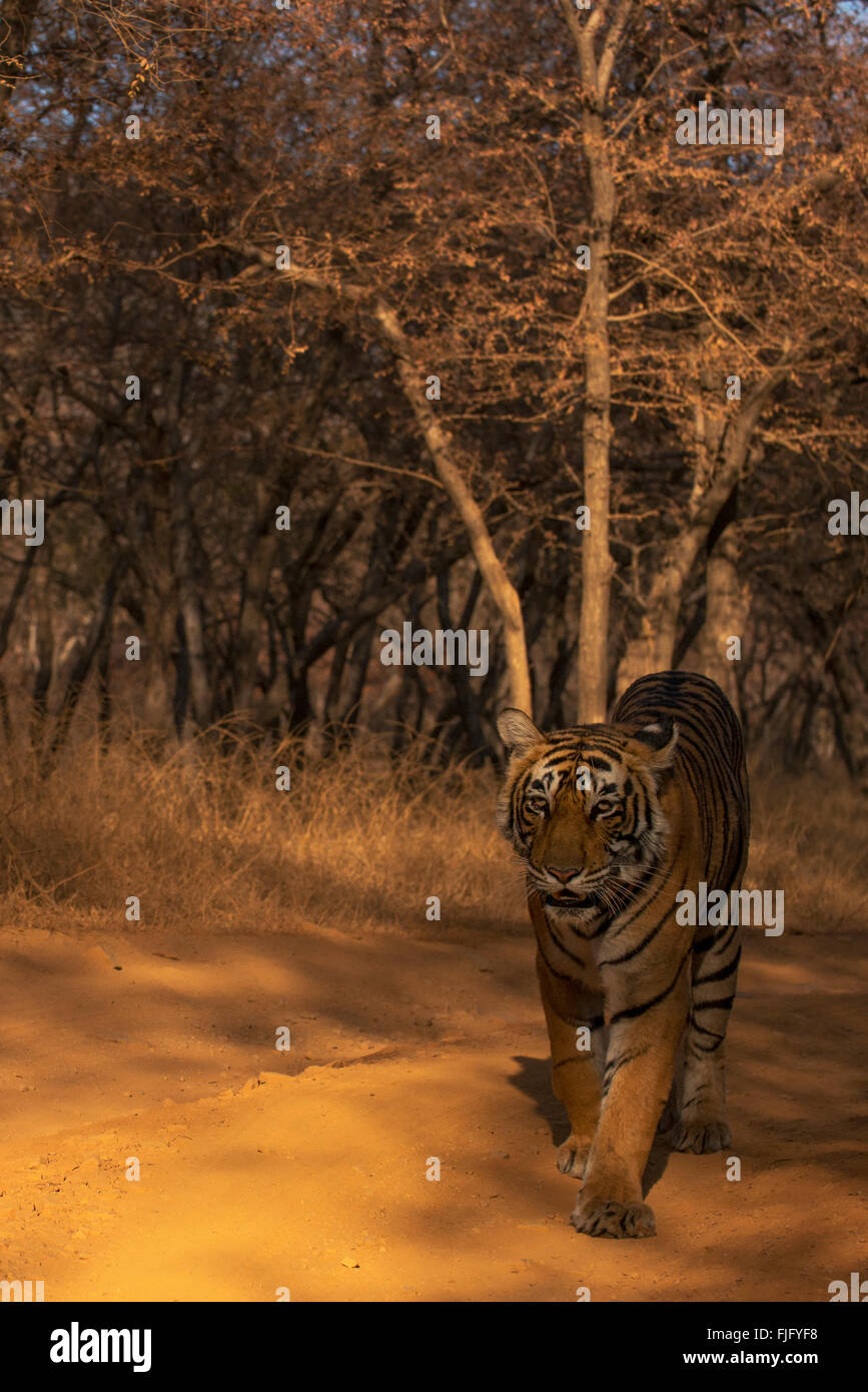 Wild tigre del Bengala a piedi sulla testa verso la telecamera su una pista forestale a secco giungle di Ranthambhore in India Foto Stock