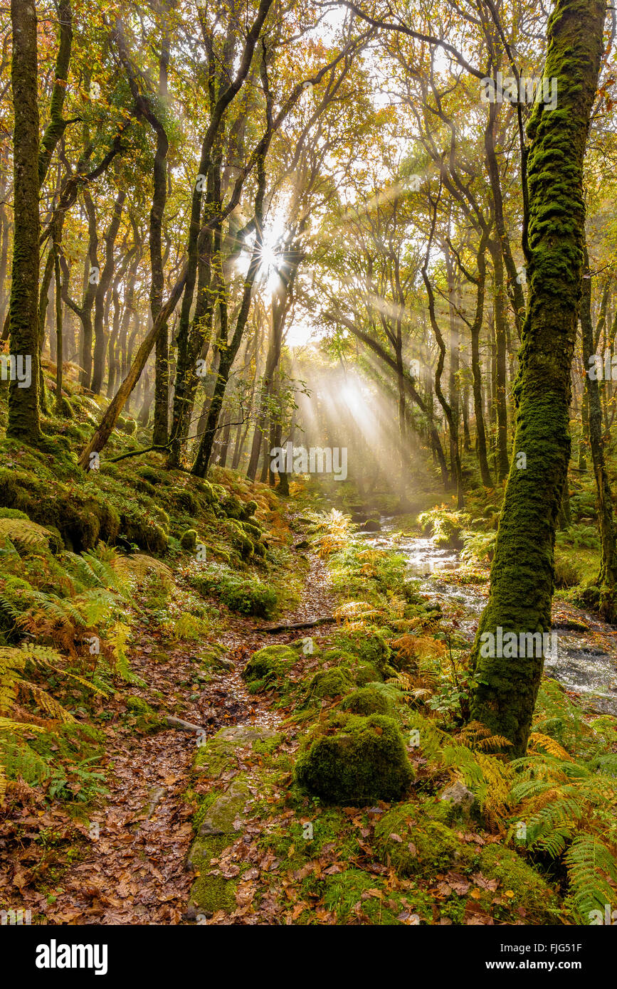 Sunshine attraverso boschi di alberi Foto Stock