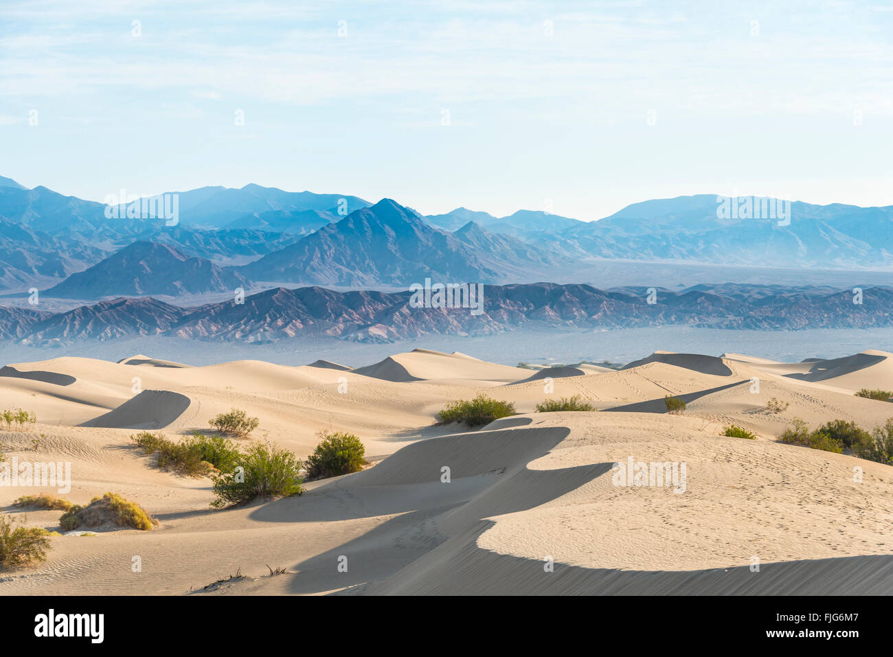 Cespugli di creosoto (Larrea Purshia) in Mesquite Flat dune di sabbia e dune di sabbia, foothills della gamma Amargosa Mountain Range Foto Stock