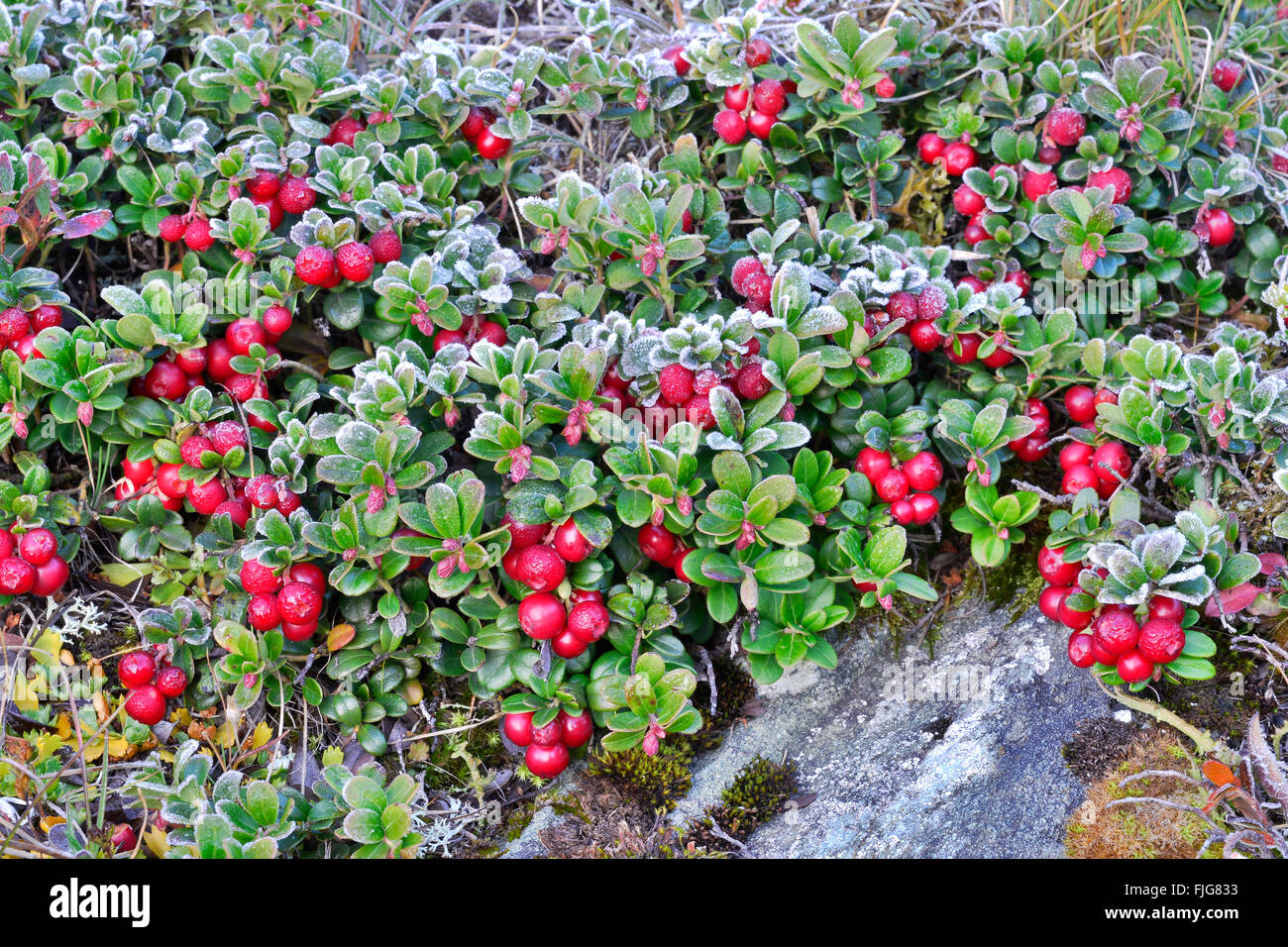 Lingonberry, mirtillo rosso (vaccinium vitis-idaea) con brina,  Kaiser-Franz-Josefs-Höhe, Alti Tauri Parco Nazionale Foto stock - Alamy